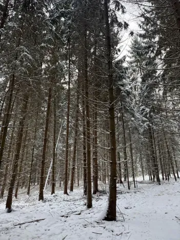 Prodej lesa, Olešník, 5100 m2