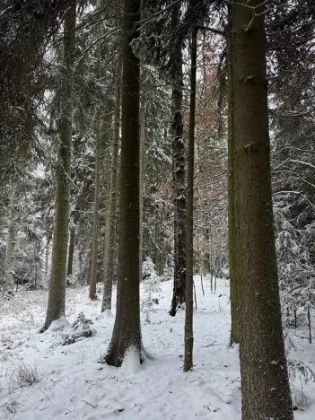 Prodej lesa, Olešník, 5100 m2