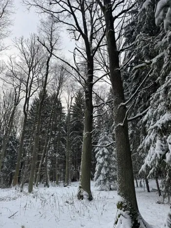 Prodej lesa, Olešník, 5100 m2