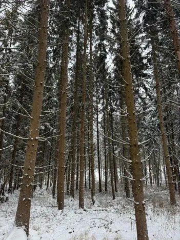 Prodej lesa, Olešník, 5100 m2