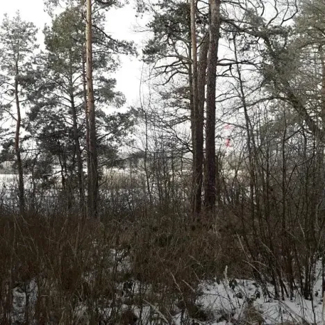 Prodej lesa, Řípec, 27546 m2