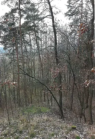 Prodej lesa, Tetčice, 1613 m2