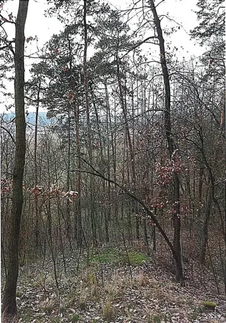 Prodej lesa, Tetčice, 1613 m2