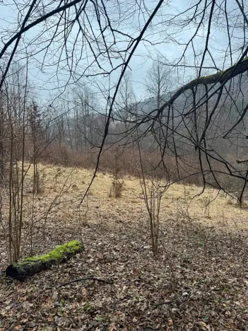 Prodej lesa, Huslenky, 16650 m2