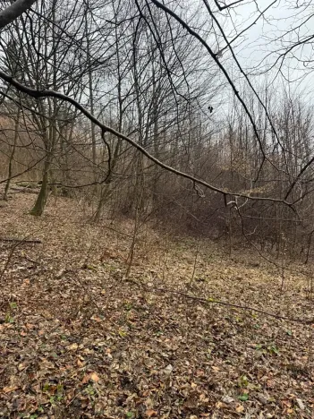 Prodej lesa, Huslenky, 16650 m2