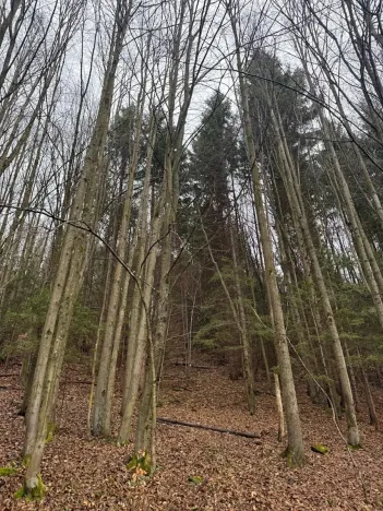 Prodej lesa, Huslenky, 16650 m2