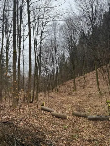 Prodej lesa, Huslenky, 16650 m2