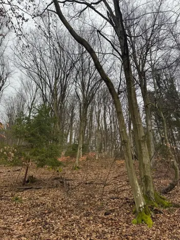 Prodej lesa, Huslenky, 29988 m2