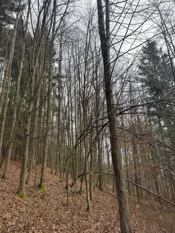 Prodej lesa, Huslenky, 29988 m2