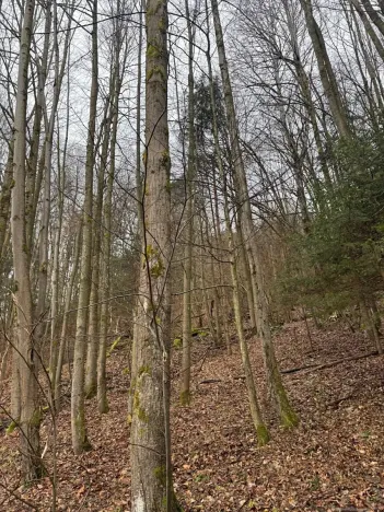 Prodej lesa, Huslenky, 29988 m2