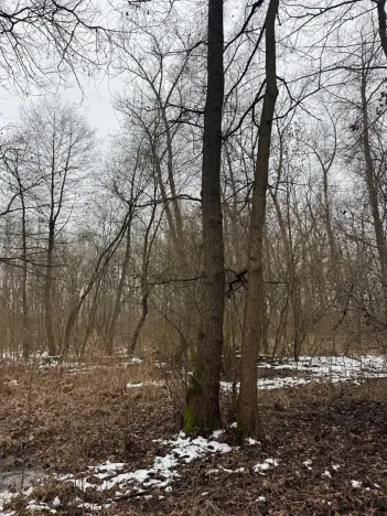 Prodej podílu lesa, Přerov nad Labem, 1596 m2