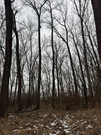 Prodej podílu lesa, Přerov nad Labem, 1596 m2