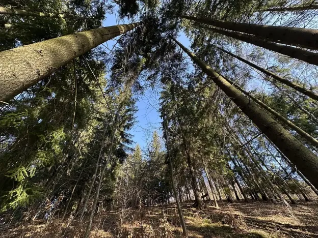 Prodej lesa, Plavy, 32050 m2