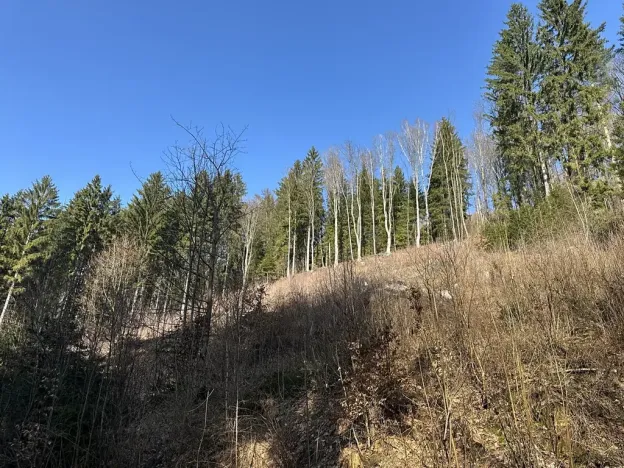 Prodej lesa, Plavy, 32050 m2
