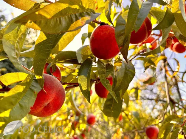 Prodej chaty, Lysice, 70 m2