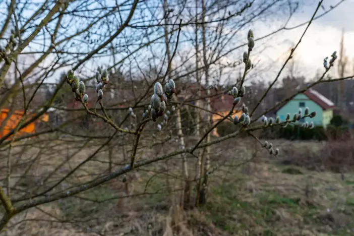 Prodej zahrady, Blažejov, 715 m2