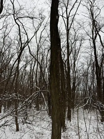 Prodej podílu lesa, Nikolčice, 3584 m2