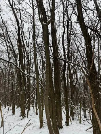 Prodej podílu lesa, Nikolčice, 3584 m2