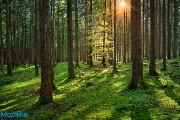 Prodej lesa, Horní Heřmanice, 51563 m2