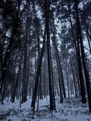 Prodej podílu lesa, Horšovský Týn, 4280 m2