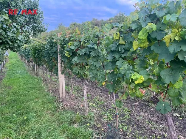 Prodej sadu/vinice, Dolní Dunajovice, 3118 m2