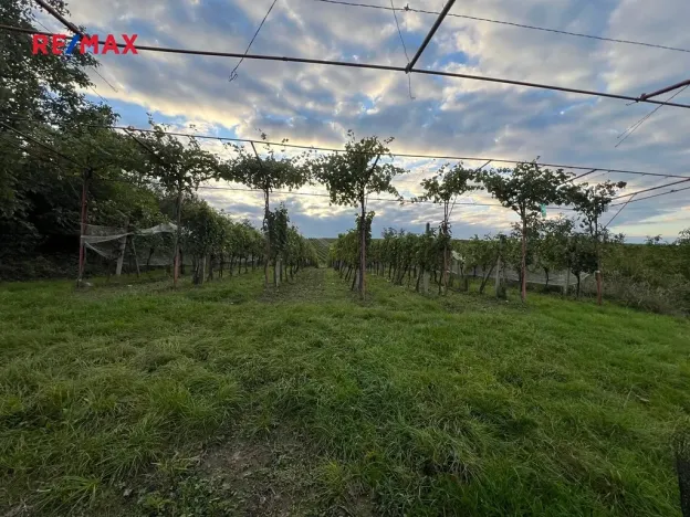 Prodej sadu/vinice, Dolní Dunajovice, 3118 m2