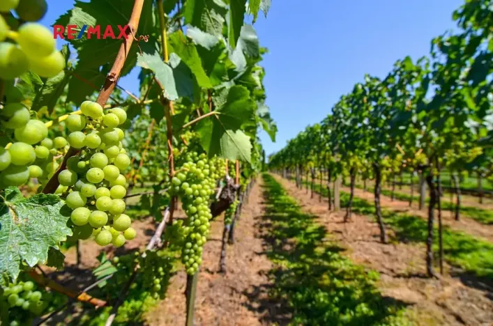 Prodej zahrady, Mikulov, 997 m2