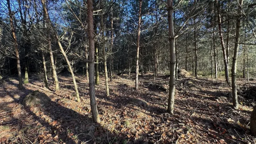 Prodej lesa, Pardubice, 8225 m2