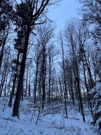 Prodej lesa, Dolní Bousov, 59634 m2