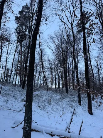 Prodej lesa, Dolní Bousov, 59634 m2