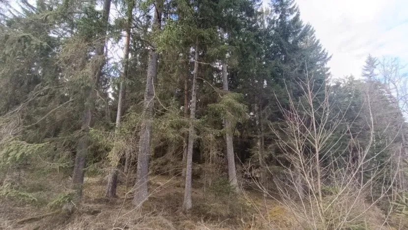 Prodej lesa, Srubec, Ledenická-Škarda, 18018 m2