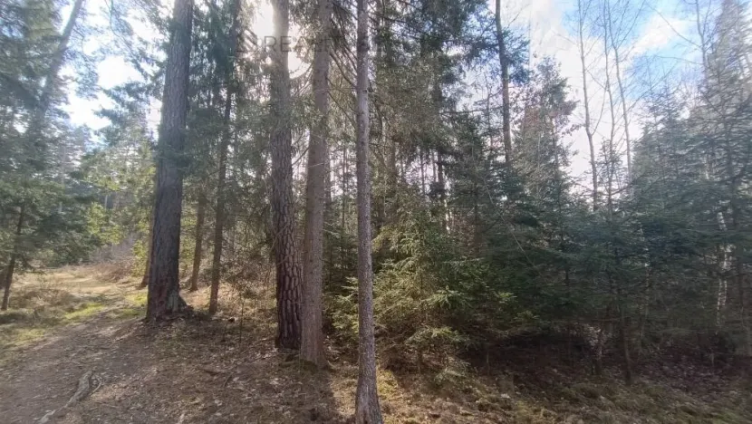 Prodej lesa, Srubec, Ledenická-Škarda, 18018 m2