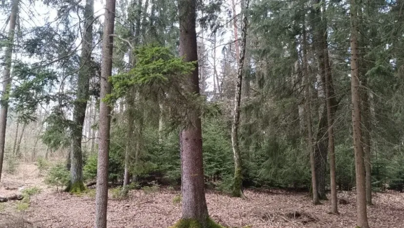 Prodej lesa, Srubec, Ledenická-Škarda, 18018 m2