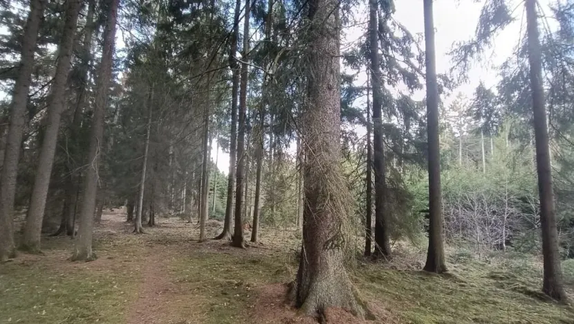 Prodej lesa, Srubec, Ledenická-Škarda, 13783 m2