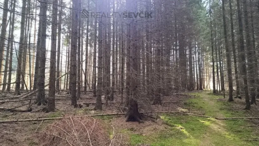 Prodej lesa, Srubec, Ledenická-Škarda, 13783 m2