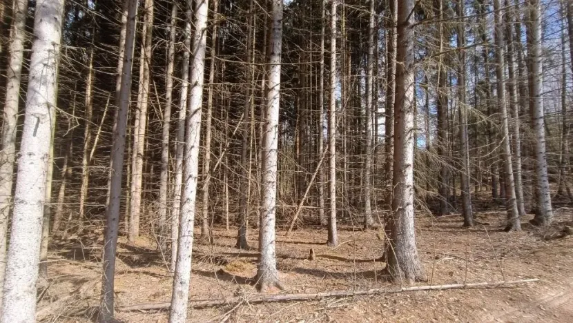 Prodej lesa, Srubec, Ledenická-Škarda, 13783 m2