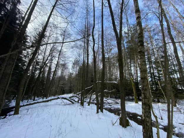 Prodej pozemku, Volfířov - Brandlín, 5958 m2