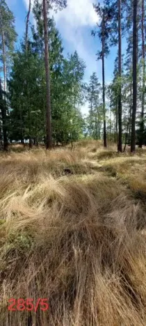 Prodej lesa, Červená Řečice, 308 m2