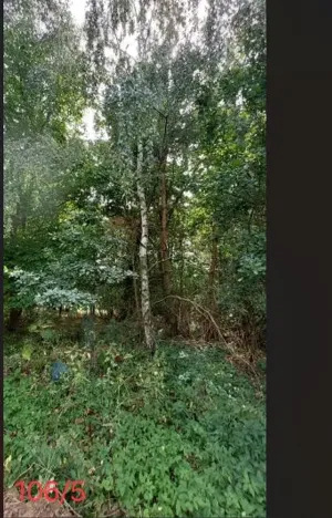 Prodej lesa, Červená Řečice, 150 m2