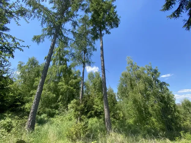 Prodej lesa, Kropáčova Vrutice - Sušno, 15167 m2