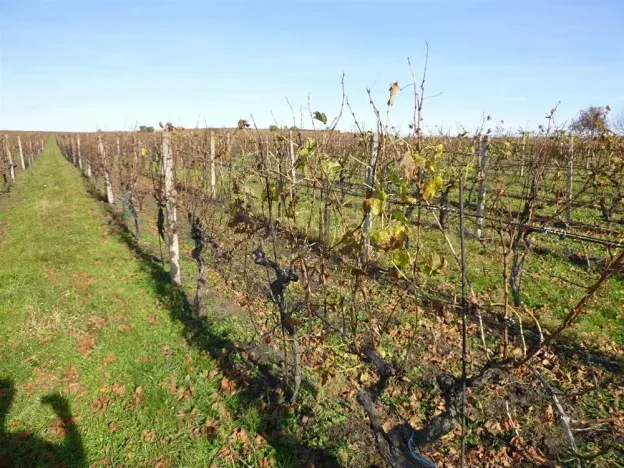 Dražba pozemku, Velké Bílovice, 1672 m2