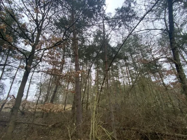 Prodej lesa, Blížejov - Lštění, 4624 m2