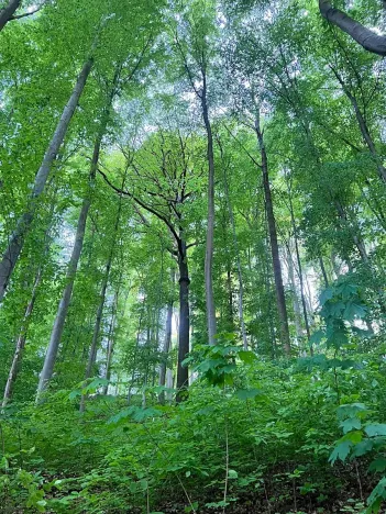 Prodej chaty, Mladeč, 35 m2