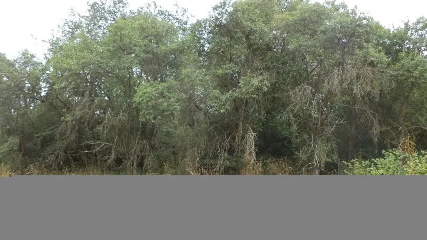 Prodej zahrady, Heřmanova Huť, 1100 m2