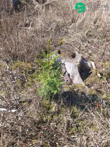 Prodej lesa, Spešov, 2643 m2