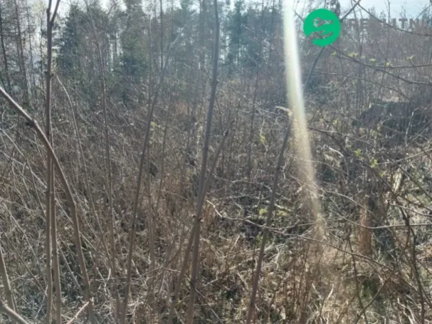 Prodej lesa, Spešov, 2643 m2