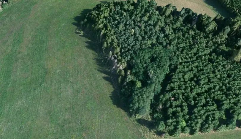 Prodej lesa, Čepřovice, 1644 m2