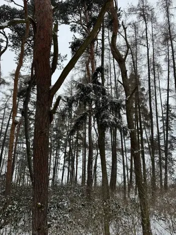 Prodej lesa, Prokopov, 2228 m2