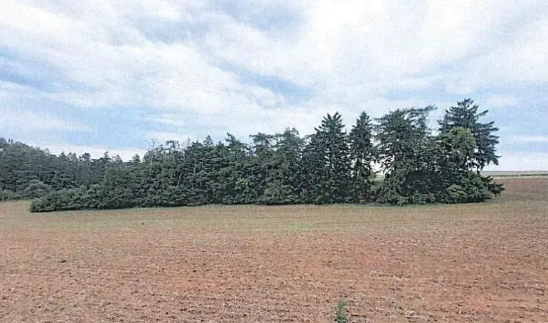 Prodej lesa, Pavlice, 3317 m2