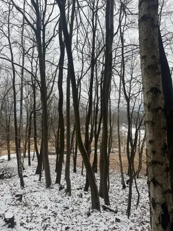 Prodej lesa, Vlčková, 3331 m2